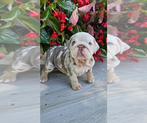 Bulldog Puppy for Sale in INDIANAPOLIS, Indiana USA