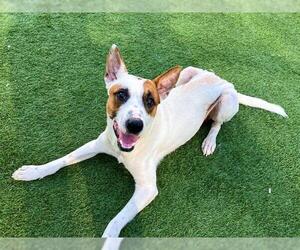 Parson Russell Terrier-Unknown Mix Dogs for adoption in Orange, CA, USA