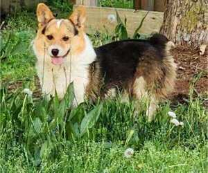 Father of the Pembroke Welsh Corgi puppies born on 04/24/2023