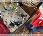 Small Photo #2 Beagle Puppy For Sale in OKLAHOMA CITY, OK, USA