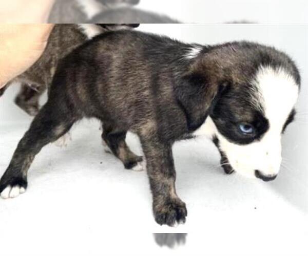Medium Photo #1 Australian Shepherd Puppy For Sale in Houston, TX, USA