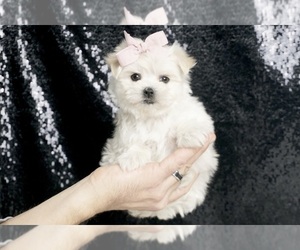 Medium Maltese