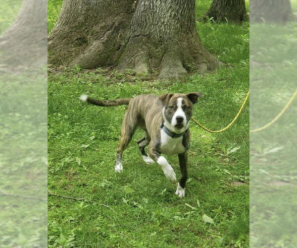 Medium Photo #6 American Pit Bull Terrier-Labrador Retriever Mix Puppy For Sale in Ridgefield, CT, USA