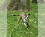 Small #5 American Pit Bull Terrier-Labrador Retriever Mix