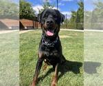 Small #3 Rottweiler Mix