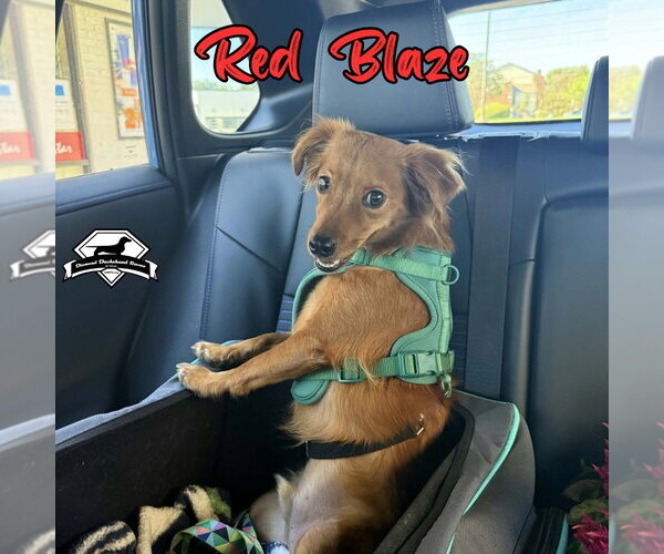 Medium Photo #4 Dachshund-Unknown Mix Puppy For Sale in San Antonio, TX, USA