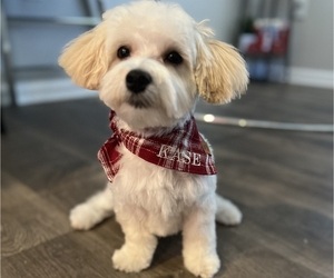 Medium Maltipoo