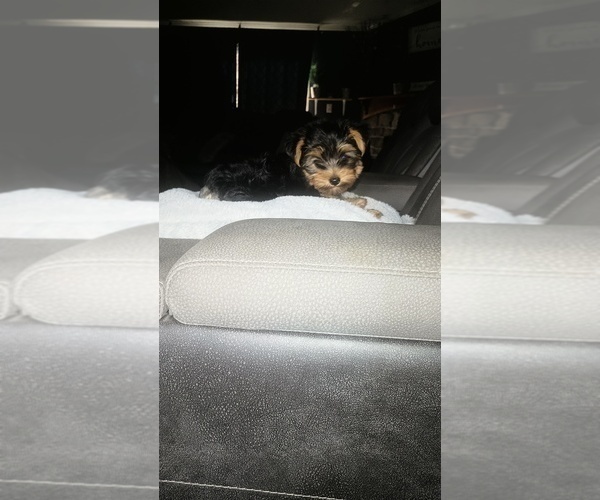 Medium Photo #5 Yorkshire Terrier Puppy For Sale in BENSON, NC, USA
