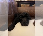 Small #4 Aussiedoodle-Labradoodle Mix