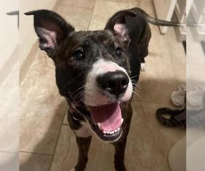 American Staffordshire Terrier-Labrador Retriever Mix Dogs for adoption in San Antonio, TX, USA