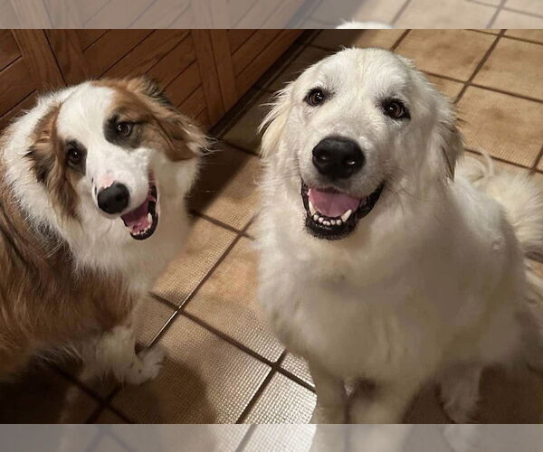 Medium Photo #2 Golden Pyrenees Puppy For Sale in Columbus, IN, USA