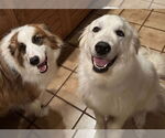 Small #1 Golden Pyrenees