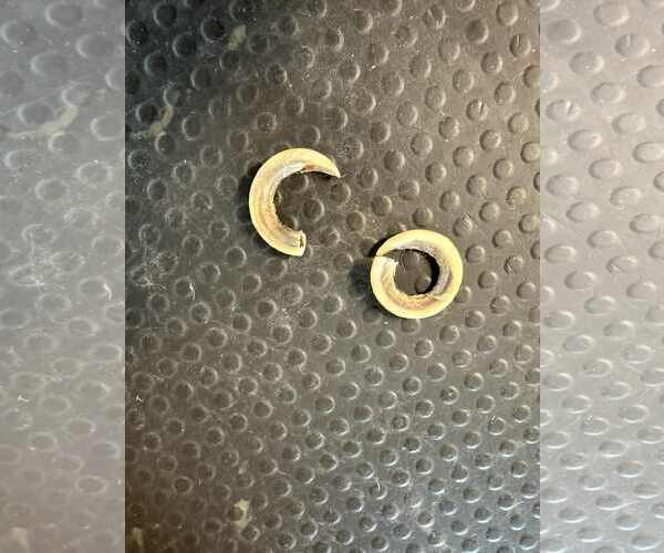 Medium Photo #16 Great Pyrenees-Unknown Mix Puppy For Sale in Croydon, NH, USA