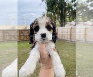 Medium Cocker Spaniel