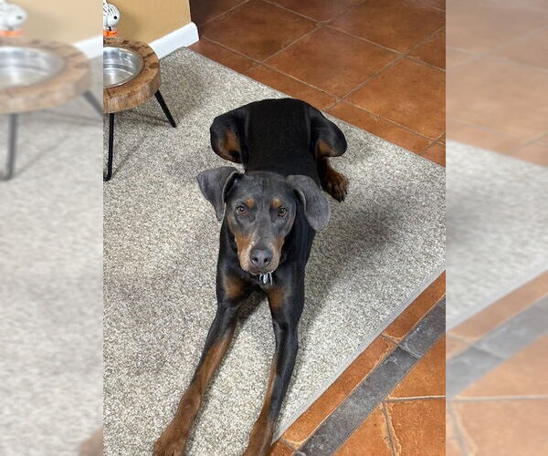 Medium Photo #5 Doberman Pinscher Puppy For Sale in Omaha, NE, USA