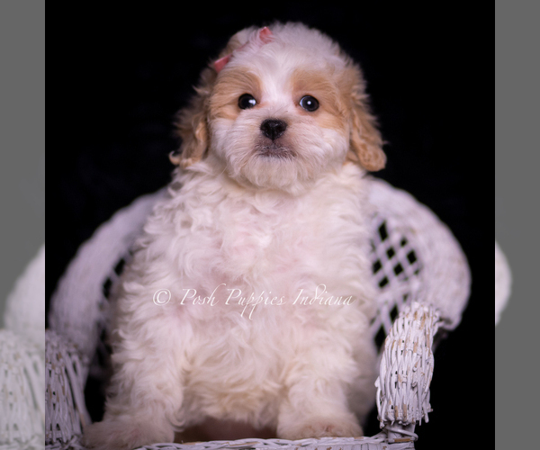 Medium Photo #4 Maltipoo (Miniature) Puppy For Sale in WARSAW, IN, USA