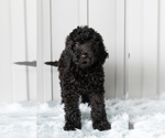 Small Photo #8 Poodle (Standard) Puppy For Sale in SHIPSHEWANA, IN, USA