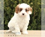 Small Cavapoo