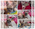 Small Photo #10 French Bulldog Puppy For Sale in MCKINLEYVILLE, CA, USA