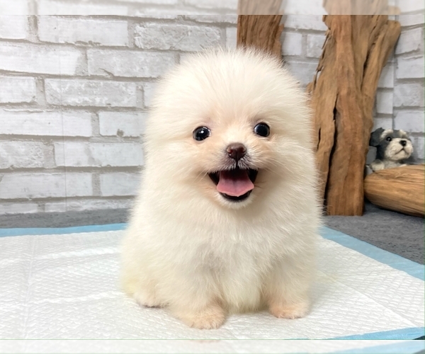 Medium Photo #8 Pomeranian Puppy For Sale in LOS ANGELES, CA, USA