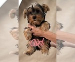 Small #4 Yorkshire Terrier