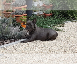 Mother of the French Bulldog puppies born on 10/14/2021