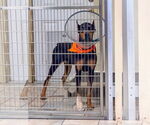 Small #4 Doberman Pinscher