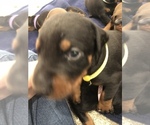 Small Photo #21 Doberman Pinscher Puppy For Sale in MACUNGIE, PA, USA