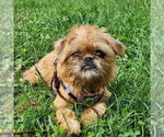 Small #2 Brussels Griffon