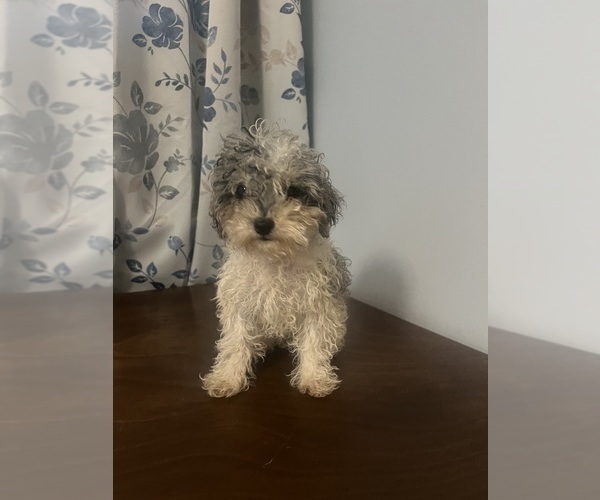 Medium Photo #35 Poodle (Miniature) Puppy For Sale in DURHAM, CT, USA
