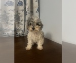 Small #34 Poodle (Miniature)