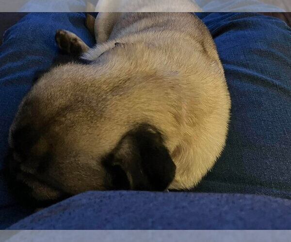 Medium Photo #3 Pug Puppy For Sale in Rustburg, VA, USA
