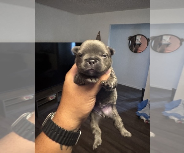 Medium Photo #1 Faux Frenchbo Bulldog Puppy For Sale in LUTZ, FL, USA