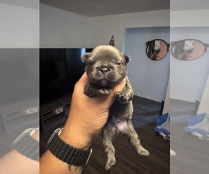 Medium Faux Frenchbo Bulldog