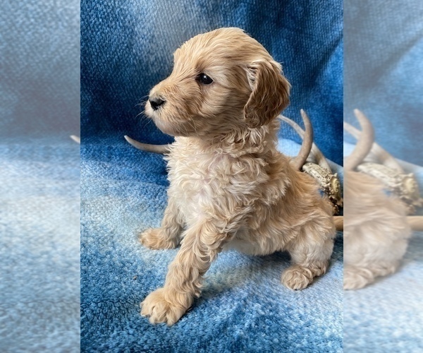 Medium Photo #3 Goldendoodle Puppy For Sale in ROSEBURG, OR, USA
