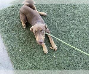Doberman Pinscher-Unknown Mix Dogs for adoption in Modesto, CA, USA