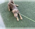 Small Doberman Pinscher Mix