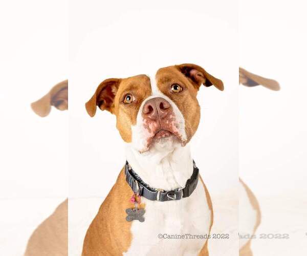 Medium Photo #2 American Staffordshire Terrier-Unknown Mix Puppy For Sale in Holly Springs, NC, USA