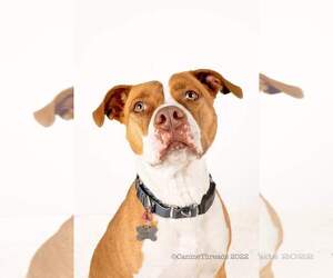 Emma - Female American Staffordshire Terrier-Unknown Mix Dog for Adoption - Photo #2
