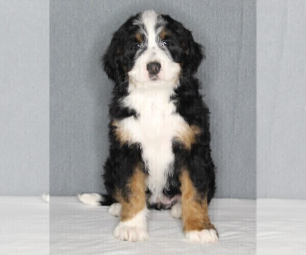 Medium Photo #1 Bernedoodle Puppy For Sale in FREDERICKSBURG, OH, USA