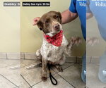 Small #4 Brittany-German Shorthaired Pointer Mix
