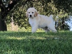 Small Photo #12 Poodle (Standard) Puppy For Sale in AUGSBURG, IL, USA