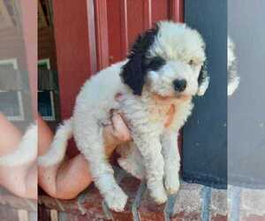 Aussiedoodle Puppy for sale in COTTAGEVILLE, SC, USA