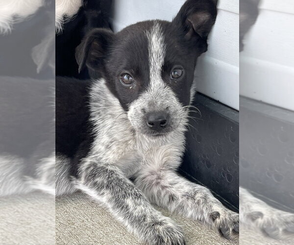 Medium Photo #1 Mutt Puppy For Sale in Bolivar, MO, USA