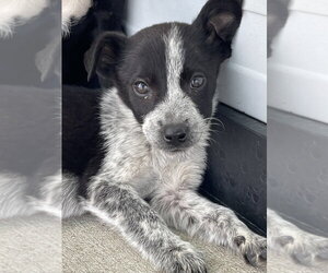 Mutt Dogs for adoption in Bolivar, MO, USA