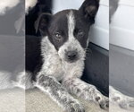 Small Mutt