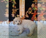 Small #2 Goldendoodle (Miniature)