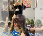 Puppy Wild Boar American Pit Bull Terrier