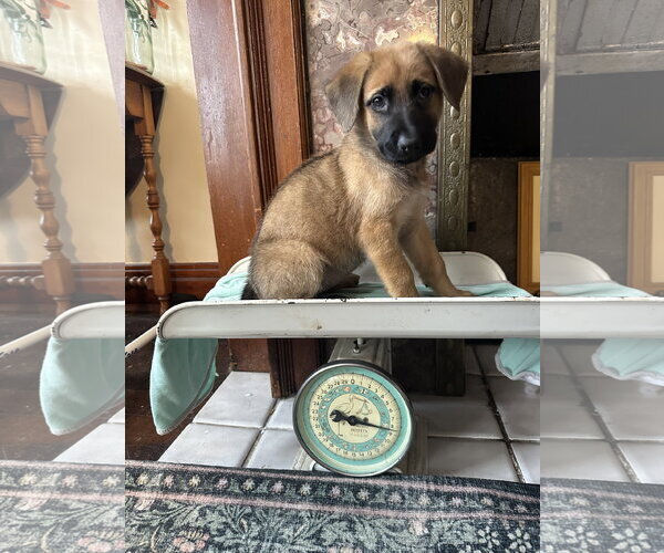 Medium Photo #2 Mutt Puppy For Sale in Germantown, OH, USA