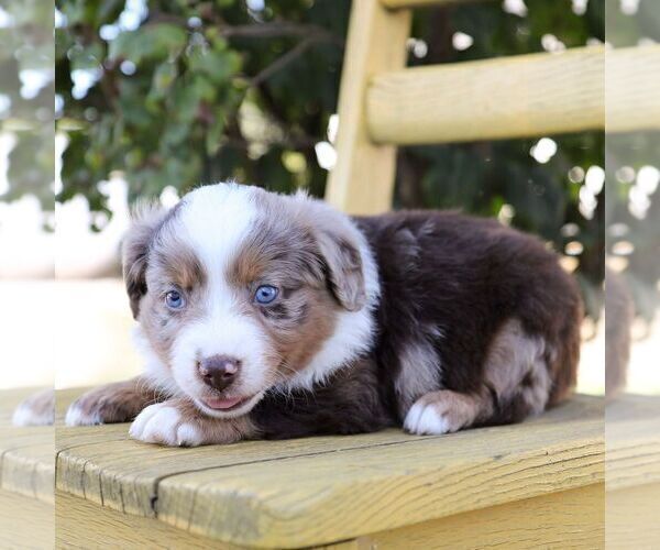Medium Photo #2 Aussie-Poo Puppy For Sale in ARTHUR, IL, USA